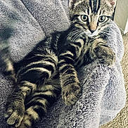 Muffin joined the competition — help win amazing prizes! cat, kitten, tabby, feline, pet, animal, fur, whiskers, eyes, paws, blanket, soft, resting, indoors, cozy, carpet, cute, relaxed, striped, young