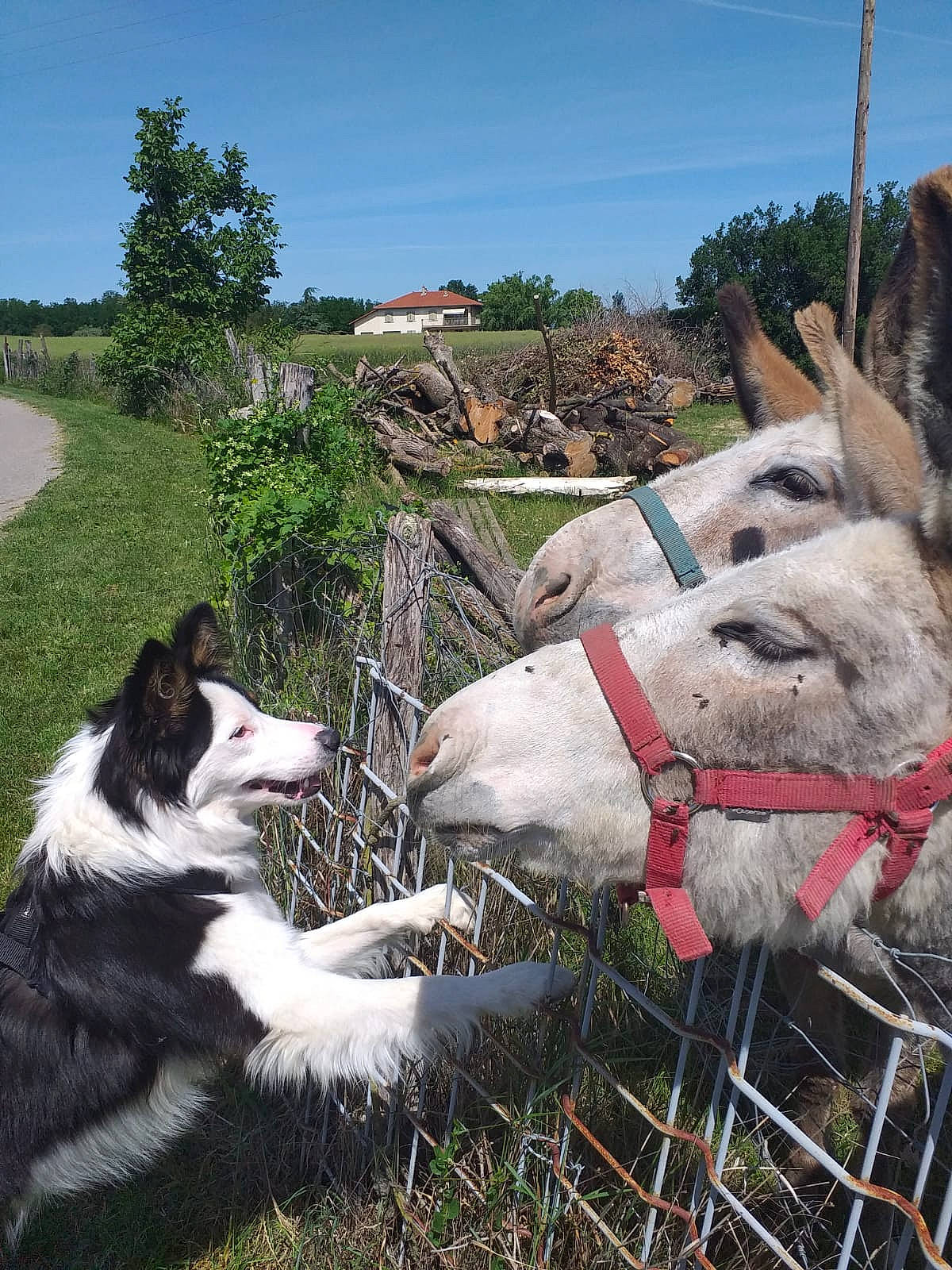 Pepino participe au concours pour gagner de l'argent avec cette photo : border_collie, canidae, carnivore, companion_dog, dog, dog_breed, event, fur, grass, herding_dog, horn, landscape, livestock, mcnab, pack_animal, plant, sky, snout, tree, working_animal