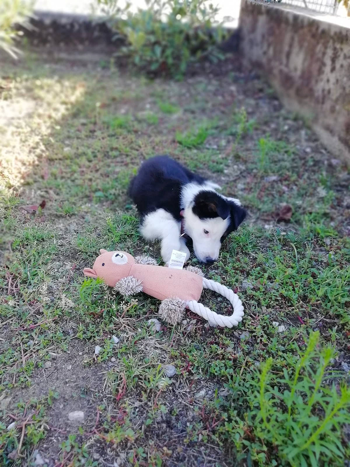 Pepino a rejoint le concours — aidez-le/la à gagner de superbes lots ! carnivore, cat, companion_dog, dog_breed, felidae, fur, grass, grass_family, groundcover, lawn, mammal, plant, small_to_medium_sized_cats, soil, tail, terrestrial_animal, vertebrate, whiskers, wildlife, yard