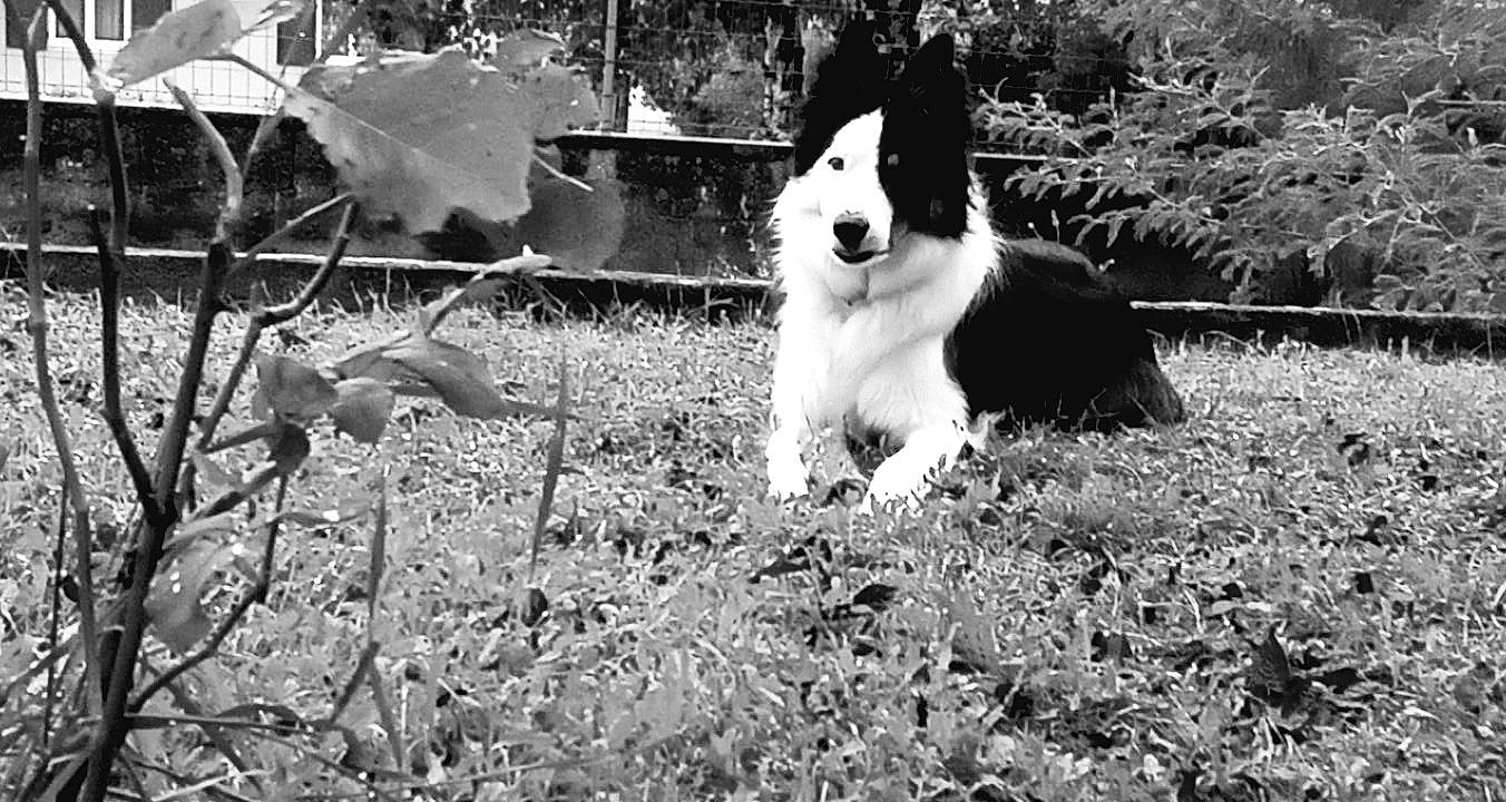 Pepino participe au concours pour gagner de l'argent avec cette photo : black, black_and_white, canidae, carnivore, companion_dog, dog, dog_breed, grass, herding_dog, monochrome, monochrome_photography, photograph, plant, scotch_collie, snapshot, snout, sporting_group, style, tail, white
