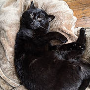 Vador a rejoint le concours — aidez-le/la à gagner de superbes lots ! black_cat, cat, pet, animal, feline, cozy, blanket, fur, sleeping, relaxed, winking, indoor, wooden_floor, home, paw, cute, whiskers, resting, comfort, domestic_animal