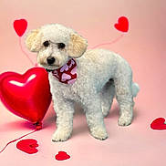 Riley joined the competition — help win amazing prizes! dog, white_dog, fluffy, bandana, heart_pattern, valentines_day, pink_background, red_hearts, balloon, pet, cute, adorable, standing, studio_photo, decorations, love_theme, animal, portrait, indoor, small_dog
