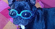 Fanette a rejoint le concours — aidez-le/la à gagner de superbes lots ! accessory, animal, black_dog, canine, close_up, colorful, companion, cushion, cute, dog, french_bulldog, funny, goggles, household, indoor, pet, portrait, relaxed, resting, wearing