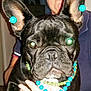 accessories, animal, beads, black_dog, close_up, cute, dog, domestic_animal, ears, face, flash, french_bulldog, hand, holding, indoor, looking_at_camera, necklace, person, pet, portrait