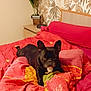 dog, french_bulldog, bed, blanket, red, orange, plant, bedroom, pillow, furniture, pet, animal, resting, indoor, cozy, sleepy, digital_clock, wooden_furniture, comfort, domestic