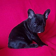 Fanette a rejoint le concours — aidez-le/la à gagner de superbes lots ! animal, black_fur, companion, cute, dog, domestic_animal, ears, french_bulldog, fur, indoors, looking, pet, portrait, puppy, red_background, resting, sitting, small, texture, young