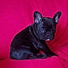 animal, black_fur, companion, cute, dog, domestic_animal, ears, french_bulldog, fur, indoors, looking, pet, portrait, puppy, red_background, resting, sitting, small, texture, young