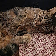 Timmy is registered to the contest to win money with this photo: bedding, blanket, cat, close_up, cozy, cushion, feline, fur, indoor, nap, pattern, paw, pet, portrait, relaxed, sleeping_cat, soft_texture, striped_fur, tabby_cat, whiskers