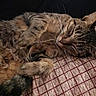 bedding, blanket, cat, close_up, cozy, cushion, feline, fur, indoor, nap, pattern, paw, pet, portrait, relaxed, sleeping_cat, soft_texture, striped_fur, tabby_cat, whiskers