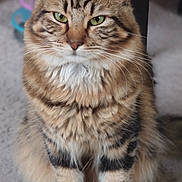 Symba a rejoint le concours — aidez-le/la à gagner de superbes lots ! abyssinian, accessories, angora, animal, brasssection, cat, horn, kitten, manx, musicalinstrument, pet, siamese, strap, wood