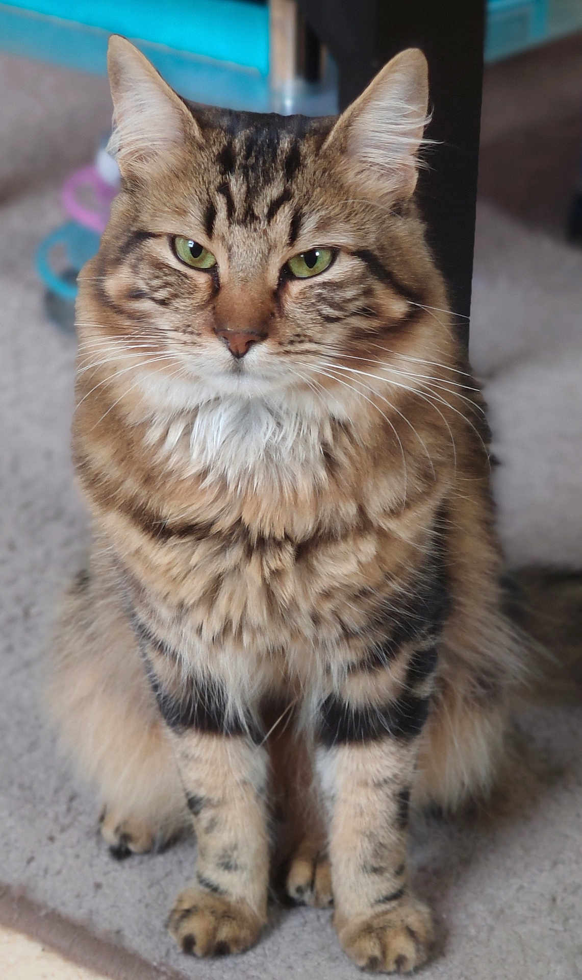 Symba a rejoint le concours — aidez-le/la à gagner de superbes lots ! abyssinian, accessories, angora, animal, brasssection, cat, horn, kitten, manx, musicalinstrument, pet, siamese, strap, wood