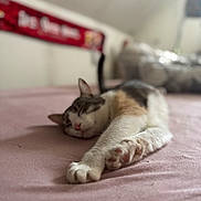 Zouzie participe au concours pour gagner de l'argent avec cette photo : cat, sleeping, paw, indoor, bed, pink, feline, relaxing, close_up, blurred_background, soft, pet, animal, cozy, resting, cute, domestic, whiskers, calm, laying_down