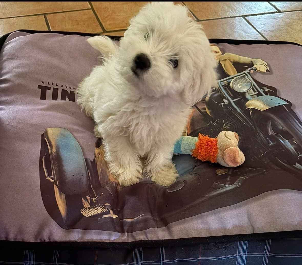 Apache participe au concours pour gagner de l'argent avec cette photo : puppy, dog, white_fur, fluffy, cushion, motorcycle_print, toy, plush_toy, floor_tiles, pet_bed, indoor, cute, small_dog, pet, animal, sitting, tilted_head, curious, soft_fur, home