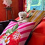 puppy, dog, white_dog, cushion, pillow, strawberry, indoor, chair, window, greenery, plant, orange_cushion, striped_pillow, fluffy, pet, relaxed, home, decor, cozy, sunlight