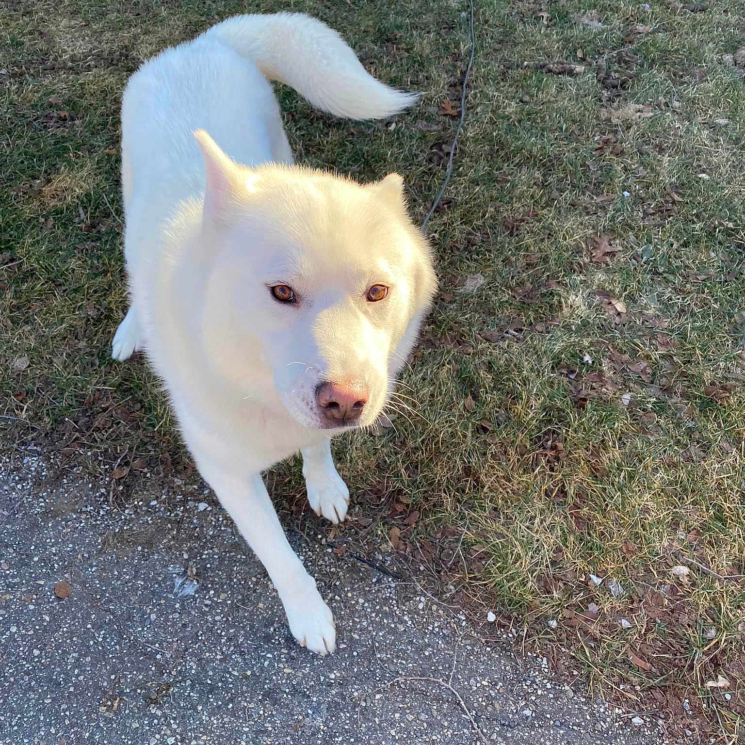 Polar