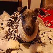 Callie is registered to the contest to win money with this photo: dog, pet, animal, blanket, leopard_print, clothing, cozy, indoor, fur, cute, small_dog, face, ears, paws, looking, resting, warm, bedroom, comfort, expression