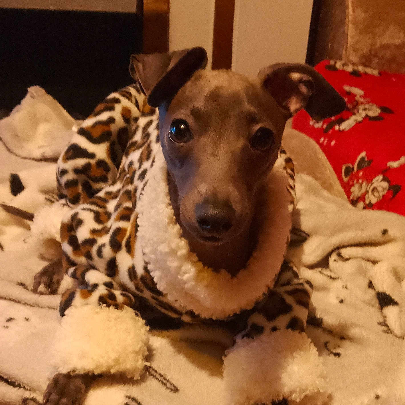 Callie is registered to the contest to win money with this photo: dog, pet, animal, blanket, leopard_print, clothing, cozy, indoor, fur, cute, small_dog, face, ears, paws, looking, resting, warm, bedroom, comfort, expression