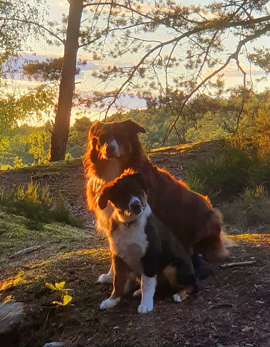 T'Eïko a rejoint le concours — aidez-le/la à gagner de superbes lots ! canidae, carnivore, companion_dog, dog, dog_breed, fawn, felidae, grass, landscape, natural_landscape, plant, sky, snout, sporting_group, tail, tints_and_shades, tree, twig, whiskers, wood