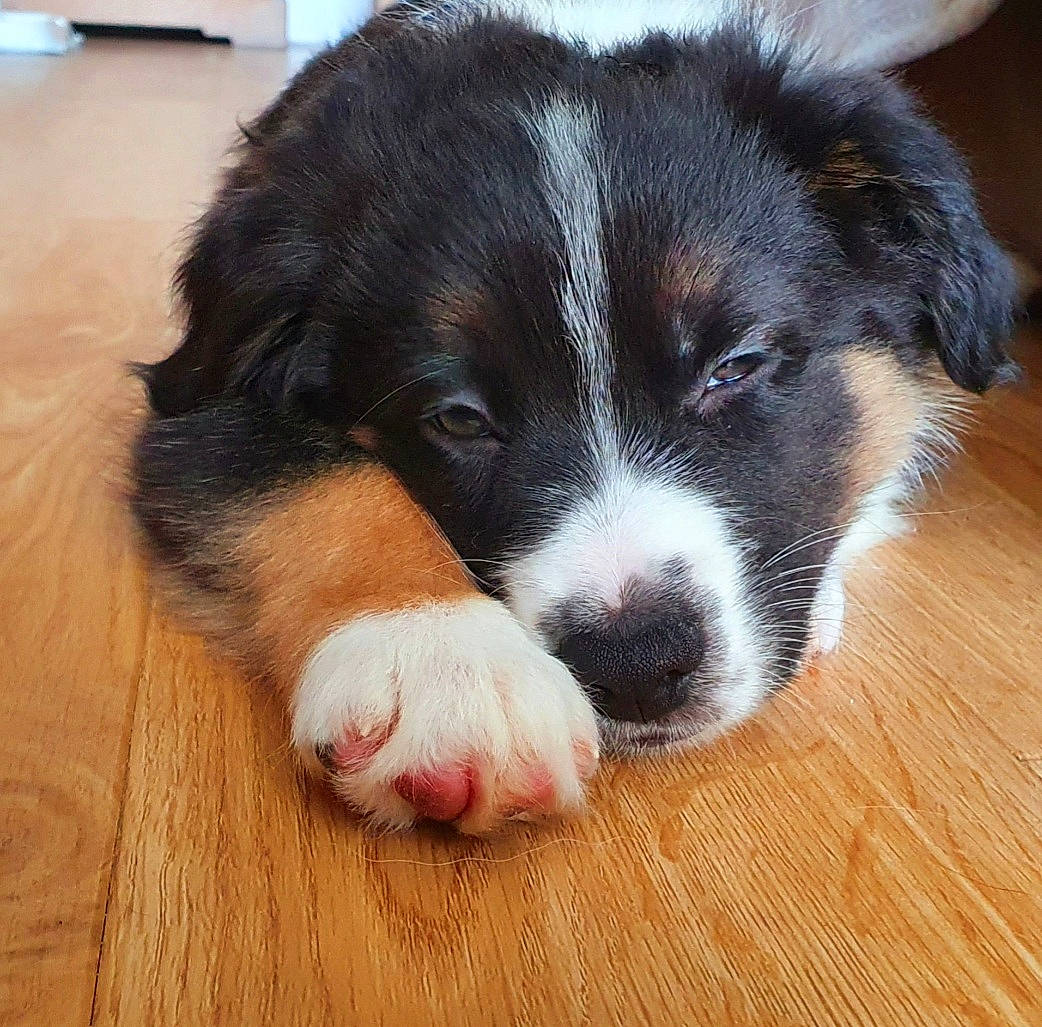 T'Eïko a rejoint le concours — aidez-le/la à gagner de superbes lots ! border_collie, bored, canidae, carnivore, companion_dog, dog, dog_breed, flooring, fur, hardwood, herding_dog, paw, puppy_love, snout, sporting_group, whiskers, wood, wood_stain, working_animal, working_dog