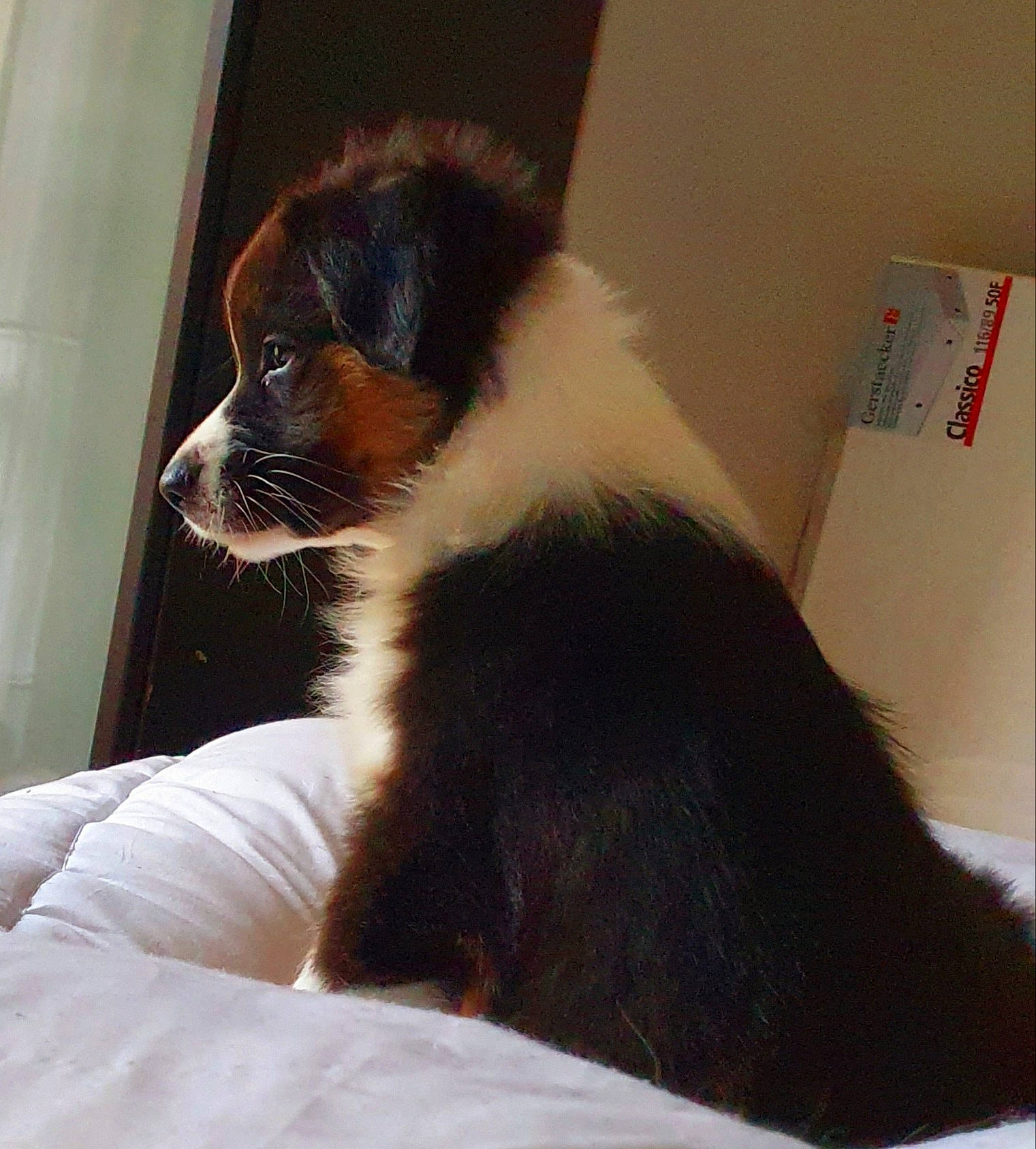 T'Eïko a rejoint le concours — aidez-le/la à gagner de superbes lots ! canidae, carnivore, comfort, companion_dog, dog, dog_breed, fawn, fur, non_sporting_group, paw, puppy, snout, sporting_group, tail, terrestrial_animal, tints_and_shades, toy_dog, whiskers, working_animal, working_dog