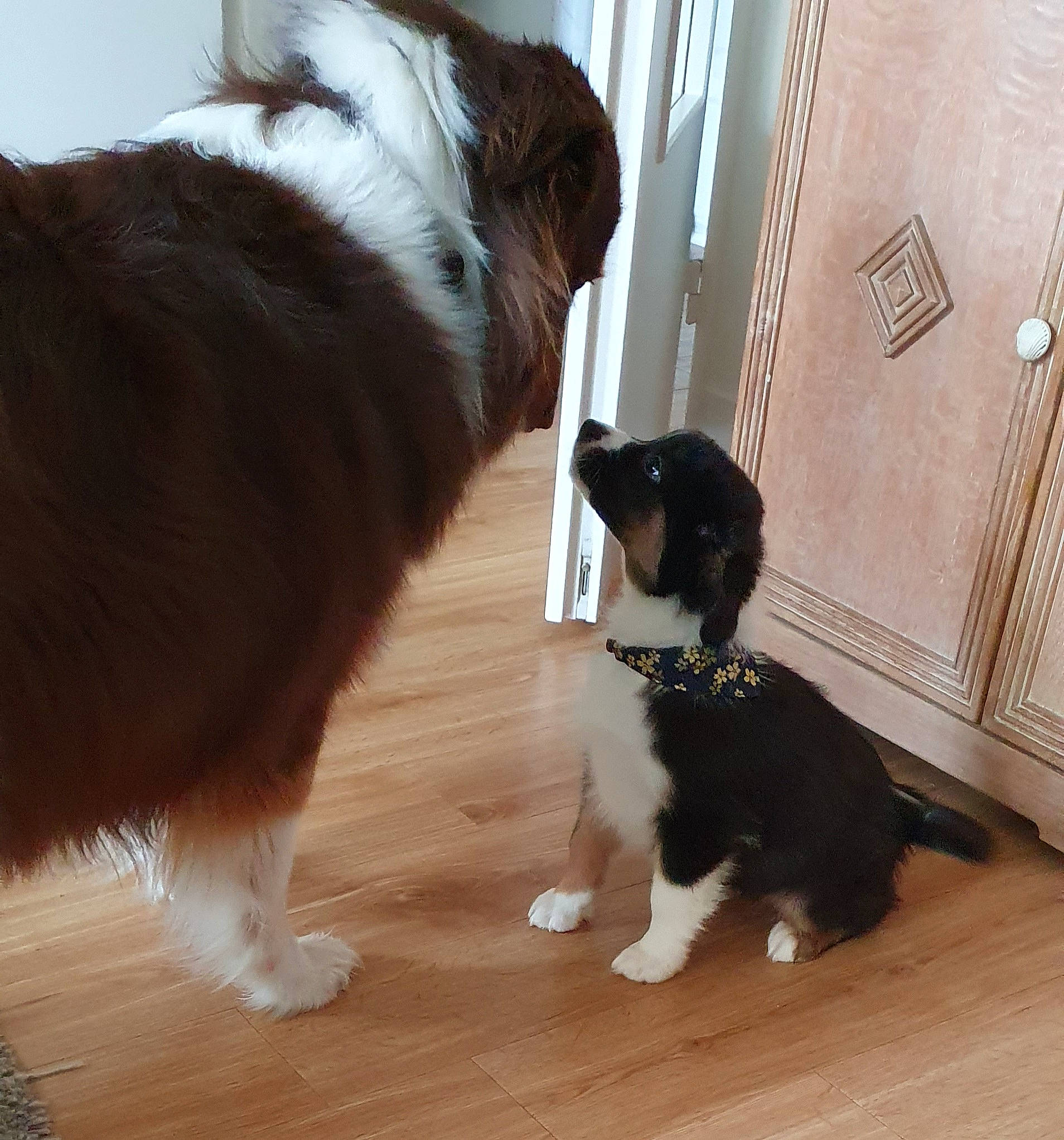 T'Eïko a rejoint le concours — aidez-le/la à gagner de superbes lots ! brown, carnivore, companion_dog, dog, dog_breed, fawn, felidae, floor, flooring, fur, hardwood, herding_dog, liver, small_to_medium_sized_cats, snout, sporting_group, tail, whiskers, wood, working_animal