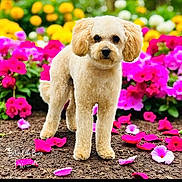 Pyper is registered to the contest to win money with this photo: dog, flower_bed, pink_flowers, white_flowers, green_leaves, garden, pet, animal, cute, fluffy, outdoor, nature, colorful, spring, summer, portrait, standing, soil, bright, daylight