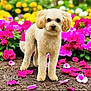 animal, bright, colorful, cute, daylight, dog, flower_bed, fluffy, garden, green_leaves, nature, outdoor, pet, pink_flowers, portrait, soil, spring, standing, summer, white_flowers