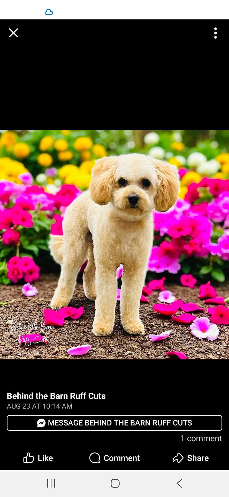 Pyper is registered to the contest to win money with this photo: dog, flower_bed, pink_flowers, white_flowers, green_leaves, garden, pet, animal, cute, fluffy, outdoor, nature, colorful, spring, summer, portrait, standing, soil, bright, daylight