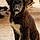 Arko