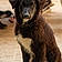 Arko