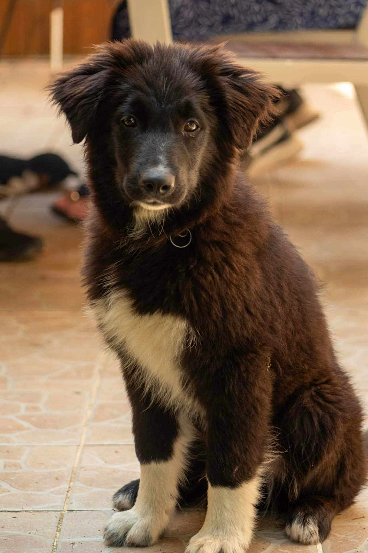 Arko
