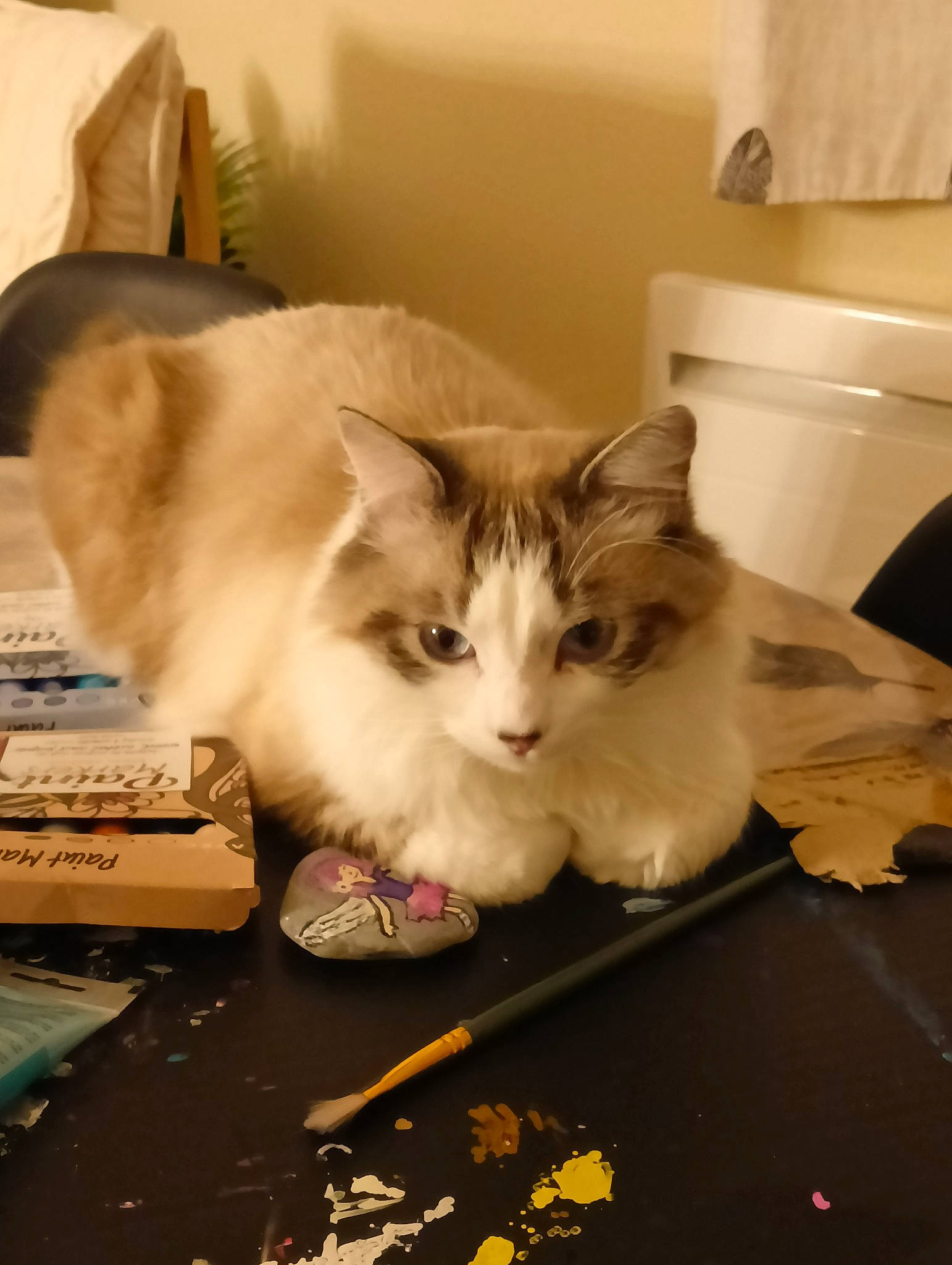 Neige a rejoint le concours — aidez-le/la à gagner de superbes lots ! box, cardboard, carnivore, cat, domestic_short_haired_cat, felidae, flooring, fur, hardwood, paper_product, paw, publication, room, small_to_medium_sized_cats, snout, tail, whiskers, wood