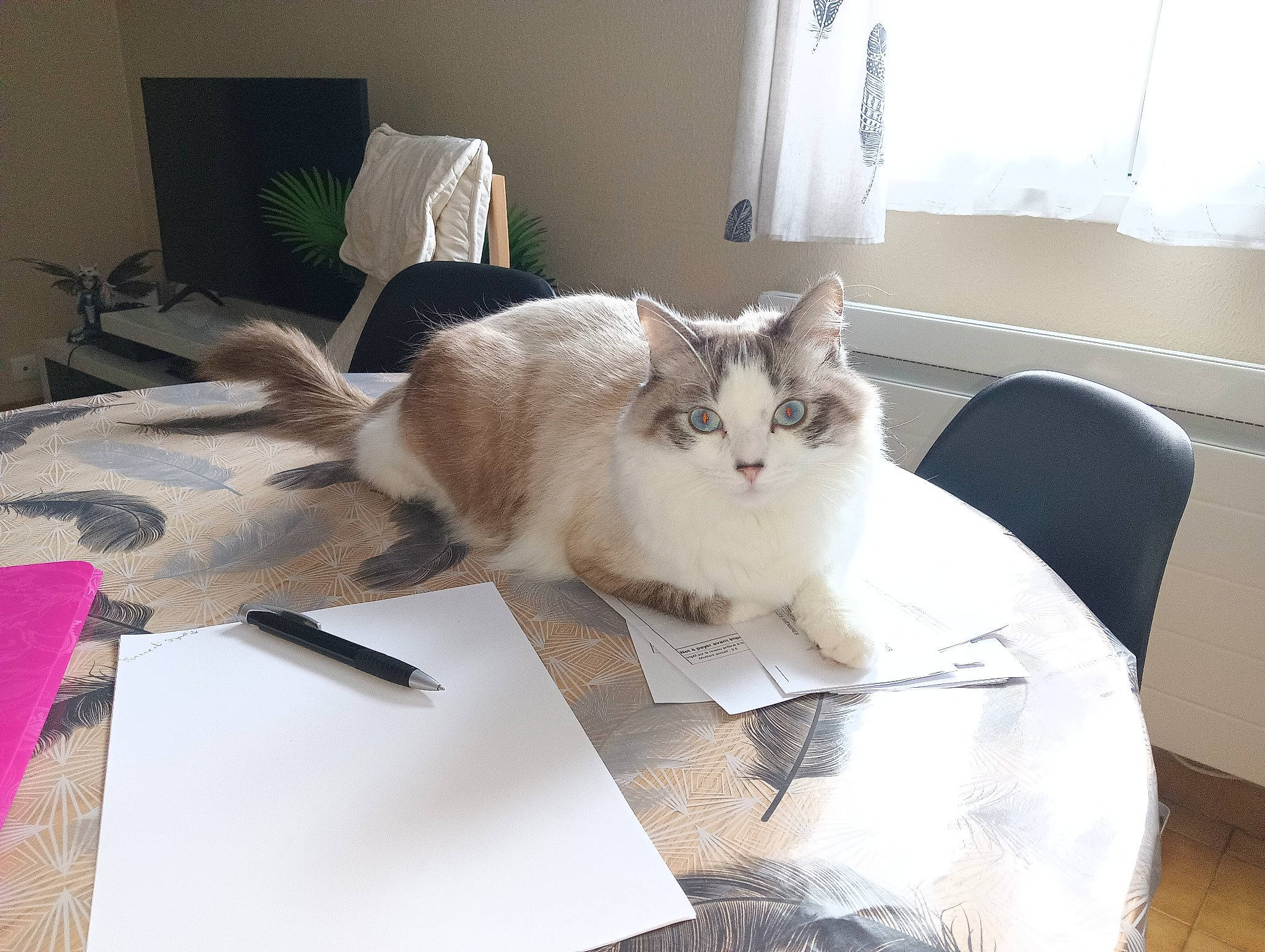 Neige a rejoint le concours — aidez-le/la à gagner de superbes lots ! box, carnivore, cat, chair, comfort, curtain, domestic_short_haired_cat, felidae, floor, flooring, fur, grey, hardwood, linens, room, small_to_medium_sized_cats, tail, whiskers, window, wood