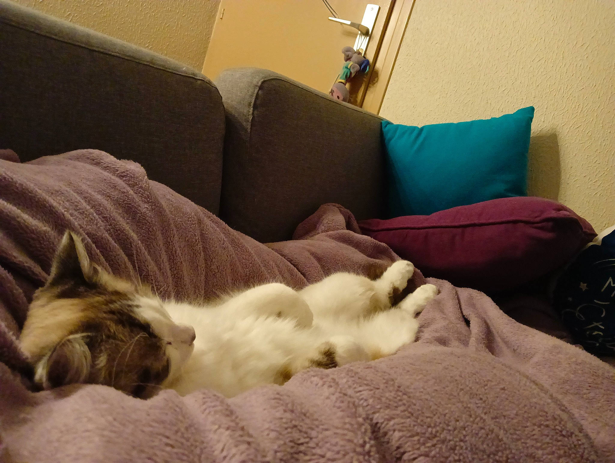 Neige a rejoint le concours — aidez-le/la à gagner de superbes lots ! bedding, carnivore, cat, comfort, companion_dog, couch, dog_breed, felidae, flooring, fur, hardwood, lamp, linens, living_room, room, small_to_medium_sized_cats, sporting_group, tail, tints_and_shades, whiskers