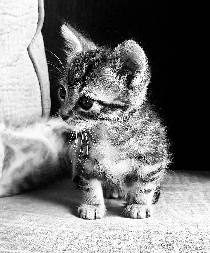 Ryder participe au concours pour gagner de l'argent avec cette photo : asian, black, black_and_white, carnivore, cat, domestic_short_haired_cat, european_shorthair, eye, felidae, kitten, mammal, monochrome, monochrome_photography, paw, photography, small_to_medium_sized_cats, snout, tabby_cat, whiskers, white