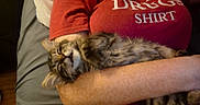 Little Girl joined the competition — help win amazing prizes! cat, kitten, sleeping, person, red_shirt, arms, bed, pillow, blanket, indoor, furry, tabby, cute, relaxed, cozy, comfort, resting, animal, pet, fur