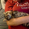 cat, kitten, sleeping, person, red_shirt, arms, bed, pillow, blanket, indoor, furry, tabby, cute, relaxed, cozy, comfort, resting, animal, pet, fur