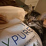 Little Girl joined the competition — help win amazing prizes! kitten, cat, sleeping, tabby, close_up, indoor, person, shirt, text, cozy, feline, pet, resting, young_cat, fur, whiskers, face, comfort, human, warm_lighting