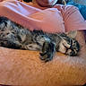 kitten, cat, sleeping, person, arms, pink_shirt, tabby, fur, indoor, resting, nap, cute, pet, cozy, relaxed, animal, whiskers, claws, closeup, comfort