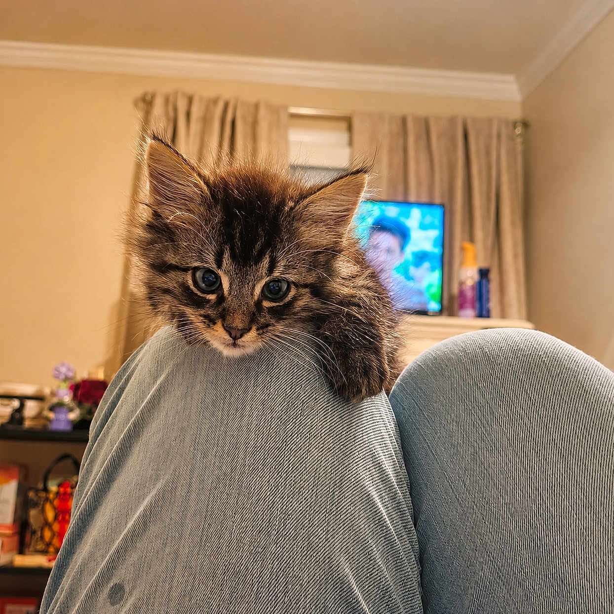 Little Girl is registered to the contest to win money with this photo: kitten, cat, pet, indoor, jeans, knees, curious, furry, striped, brown, black, eyes, closeup, curtain, television, furniture, room, cozy, casual, home