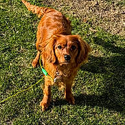 Lady is registered to the contest to win money with this photo: dog, canine, pet, grass, outdoor, leash, brown_fur, sunlight, shadow, collar, ears, eyes, snout, nature, animal, mammal, standing, alert, daylight, portrait