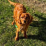 dog, canine, pet, grass, outdoor, leash, brown_fur, sunlight, shadow, collar, ears, eyes, snout, nature, animal, mammal, standing, alert, daylight, portrait