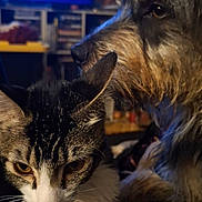 Mr Wiggles is registered to the contest to win money with this photo: animal, blurred_background, cat, close_up, companion, cozy, curious, dog, ears, face, fur, indoor, nose, pet, scruffy_dog, shelf, tabby_cat, television, watching, whiskers