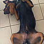 dog, doberman, pet, lying_down, floor, tile_floor, relaxed, animal, canine, paws, ears, black_and_brown, indoor, cute, playful, resting, fur, domestic_animal, companion, sleepy