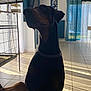 doberman, dog, indoor, cage, birdcage, tile_floor, chain_collar, shadow, curtain, window, sunlight, blue_curtain, pet, animal, mammal, side_view, silhouette, room, floor, furniture