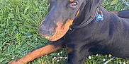 Falko a rejoint le concours — aidez-le/la à gagner de superbes lots ! dog, doberman, grass, flowers, outdoor, pet, animal, collar, tag, nature, greenery, relaxed, lying_down, sunlight, canine, ears, paws, snout, fur, domestic_animal