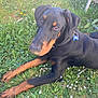 dog, doberman, grass, flowers, outdoor, pet, animal, collar, tag, nature, greenery, relaxed, lying_down, sunlight, canine, ears, paws, snout, fur, domestic_animal