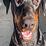 dog, doberman, pet, animal, canine, collar, chain, black_fur, tan_fur, sunlight, close_up, portrait, happy, teeth, ears, outdoor, face, mouth, tongue, friendly