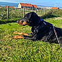 dog, doberman, grass, leash, harness, outdoor, sunny, sky, house, fence, ocean, flower, pet, animal, nature, daytime, canine, resting, greenery, landscape