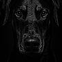 black_dog, dog, animal, portrait, wet_fur, water_droplets, close_up, intense_eyes, black_background, canine, pet, muzzle, ears, snout, fur_texture, dark, no_human, studio_shot, animal_portrait, moody_lighting